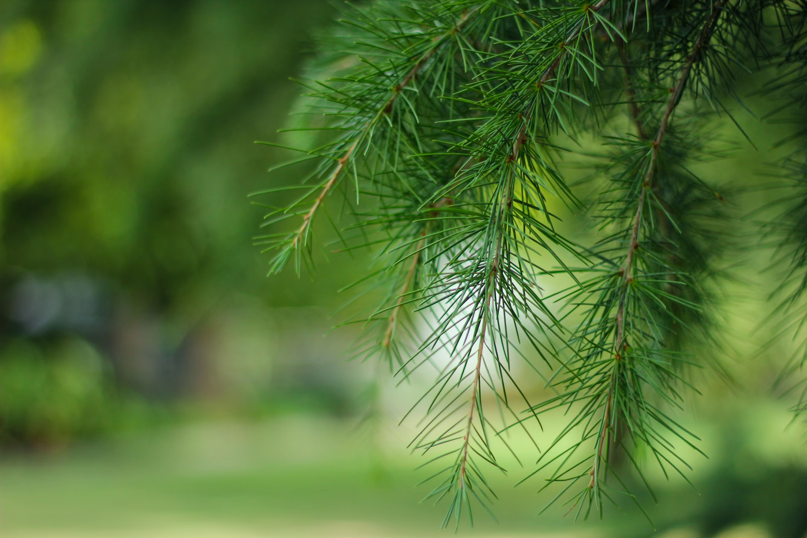 close-up of pine needles
